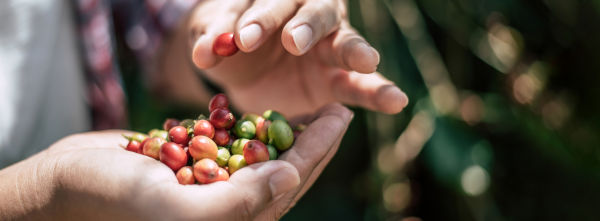 granos de café