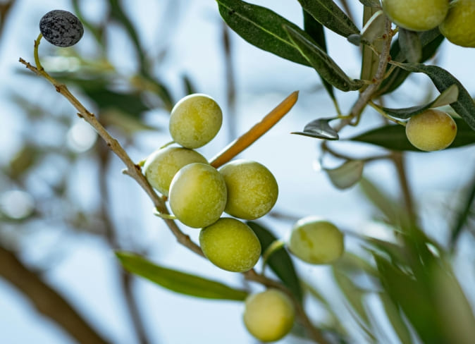 Aceitunas_Iris