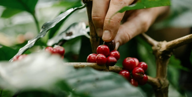 Beneficios1_Café Beneficios1_Café
