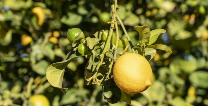Beneficios1_Limones Beneficios1_Limones