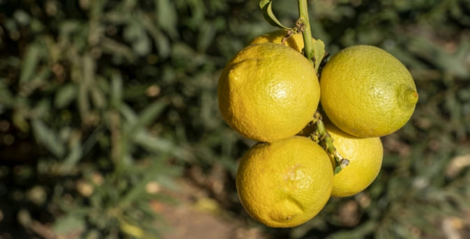 Img_Beneficios2_Limones_Iczia Beneficios2_Limones