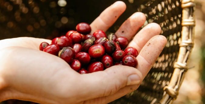 Beneficios3_Café Beneficios3_Café