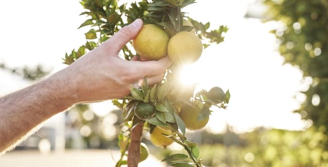 Beneficios3_Limones Beneficios3_Limones