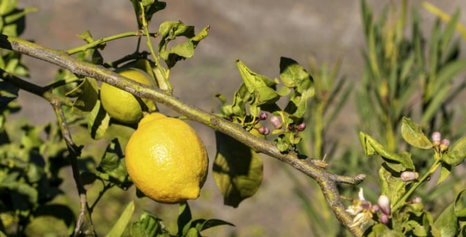 Beneficios4_Limones Beneficios4_Limones