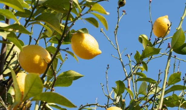 Funcionamiento_Limones Funcionamiento_Limones
