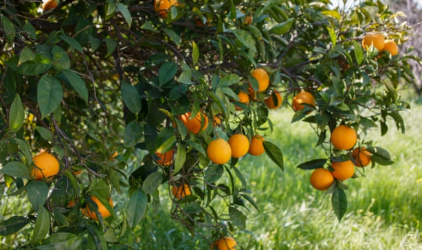 Funcionamiento_Naranjas Funcionamiento_Naranjas